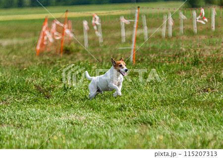 Dog running and chasing coursing lure on green field at competition 115207313