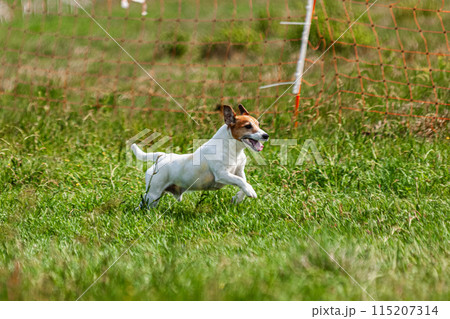 Dog running and chasing coursing lure on green field at competition 115207314