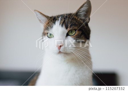 White with gray cat lies in bed at home, house comfort concept, indoor. Cope space. Adopt pets banner, full body. High quality photo 115207332