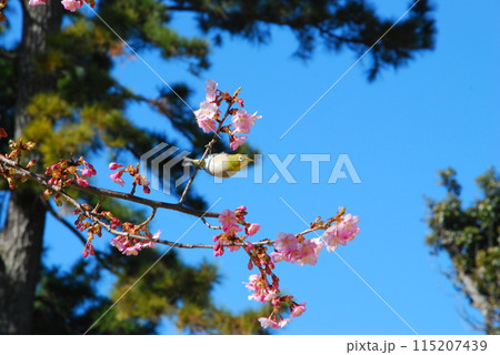 桜の木にとまるメジロ 桜の木にとまるメジロ 115207439