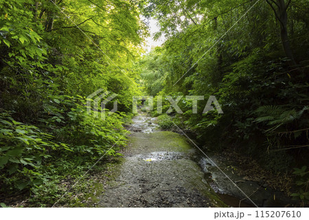 朝比奈切通し 115207610