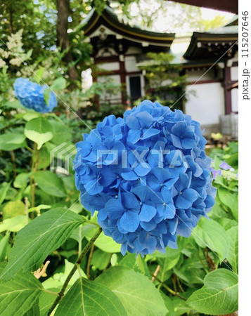 紫陽花と神社 紫陽花と神社 115207646