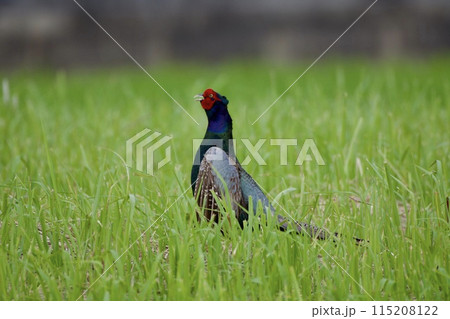 キジ pheasant / Japan 115208122