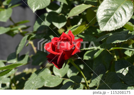 華麗に咲く真っ赤な春のバラ 115208175