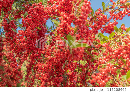 たわわに実ったトキワサンザシ 115208463