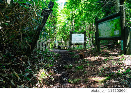 夏の若杉天然林　若杉峠　岡山県英田郡西粟倉村 115208604
