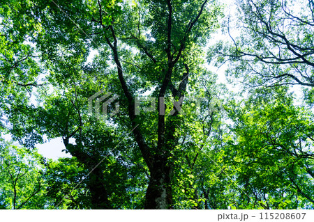 夏の若杉天然林　ブナの木を見上げる1　岡山県英田郡西粟倉村 115208607