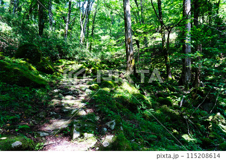 夏の若杉天然林　木漏れ日の遊歩道と渓流2　岡山県英田郡西粟倉村 115208614