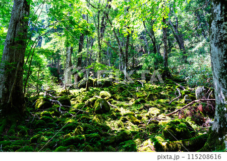 夏の若杉天然林 苔むす森 岡山県英田郡西粟倉村 夏の若杉天然林 苔むす森 岡山県英田郡西粟倉村 115208616