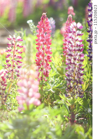 ルピナス 115208623