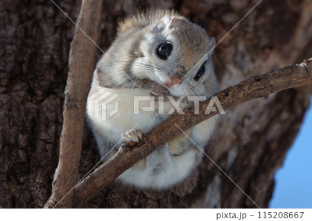 北海道の公園で枝に座るエゾモモンガ 115208667