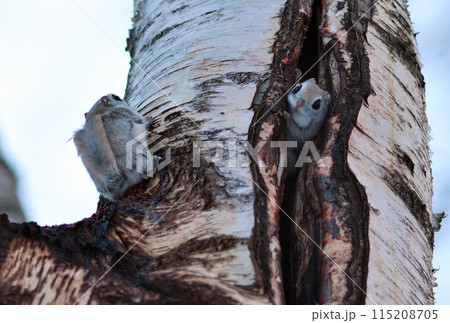 北海道の公園で木の巣穴から顔を出すエゾモモンガ 115208705