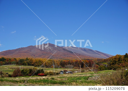 紅葉季節を迎えた御代田街の田園風景と浅間山 紅葉季節を迎えた御代田街の田園風景と浅間山 115209078