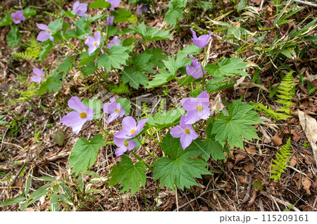 シラネアオイの群生地　群馬県野反湖 115209161