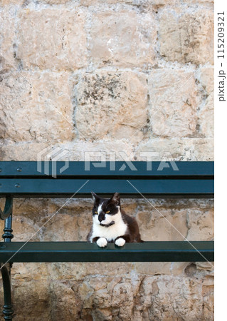 ドブロブニク旧市街、緑のベンチと黒白猫 ドブロブニク旧市街、緑のベンチと黒白猫 115209321