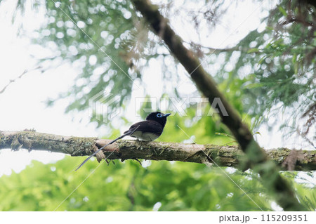 木に止まるサンコウチョウの雄 115209351