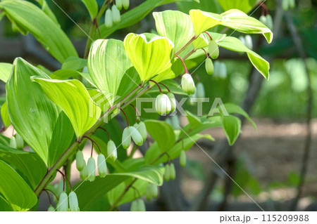 5月の開花を迎えたアマドコロ 115209988