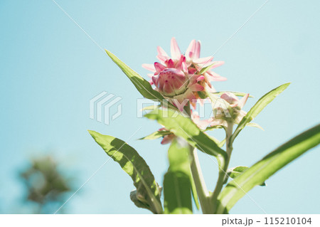 空背景のピンクの貝殻草 空背景のピンクの貝殻草 115210104