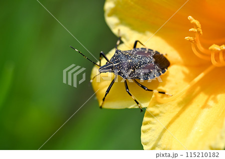 キマダラカメムシ 115210182