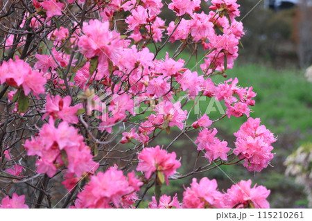 満開となったピンクのつつじの花 満開となったピンクのつつじの花 115210261
