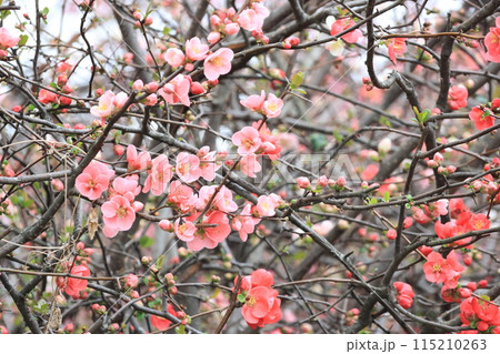 五分咲きのボケの花 115210263