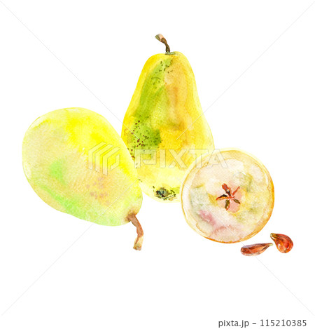 Fresh ripe yellow honey pear fruits. Hand drawn watercolor illustration. Delicious aromatic fruit ripened on a tree 115210385