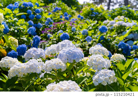 神奈川県小田原市　小田原城のあじさい 115210421