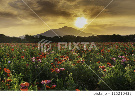 小貝川ふれあい公園から満開のポピー畑と朝焼けの筑波山に昇る朝日 115210435