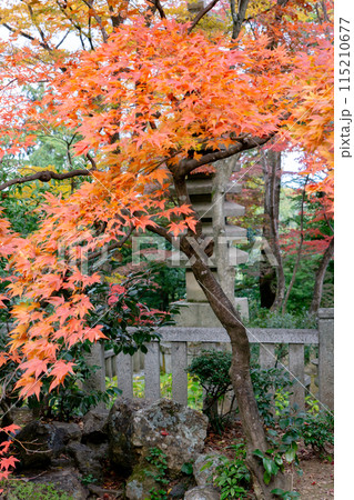 京都府長岡京市　西山　楊谷寺 (柳谷観音)　奥之院　紅葉 115210677