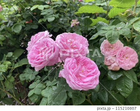 Summer flowers have bloomed in the garden Summer flowers have bloomed in the garden 115210807