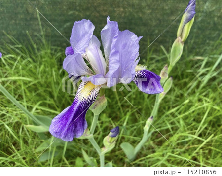 Summer flowers have bloomed in the garden 115210856