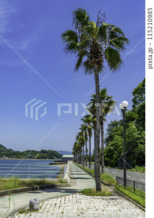 生口島 サンセットビーチ近くのサイクリングロード 広島県尾道市 生口島 サンセットビーチ近くのサイクリングロード 広島県尾道市 115210985
