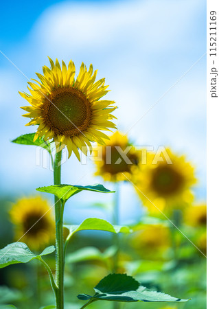 青空に咲くひまわり 115211169