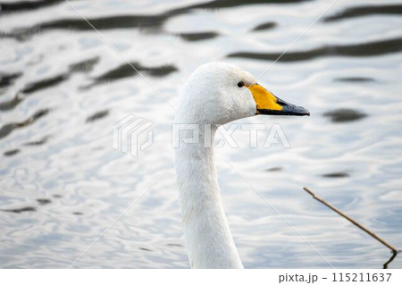 水面を泳ぐ白鳥 水面を泳ぐ白鳥 115211637