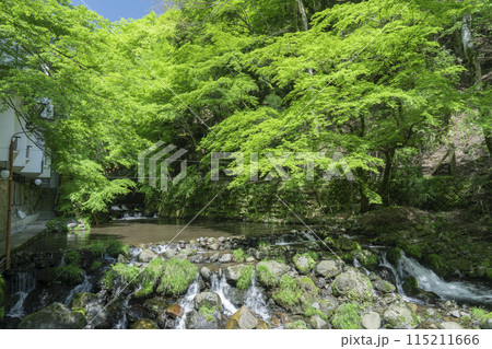 京都 貴船の川床 貴船川のせせらぎ 京都 貴船の川床 貴船川のせせらぎ 115211666