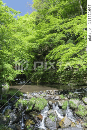 京都　貴船の川床　貴船川のせせらぎ 115211667