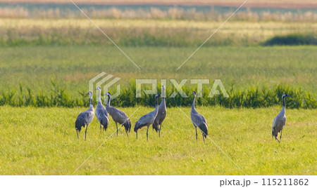 Group of adult Cranes(Grus grus) in summertime sunset light Group of adult Cranes(Grus grus) in summertime sunset light 115211862