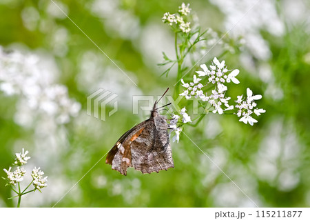 テングチョウ 115211877