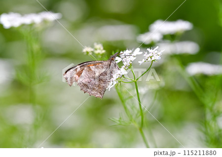 テングチョウ 115211880