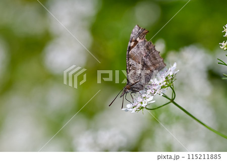 テングチョウ テングチョウ 115211885