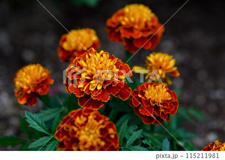 鮮やかなオレンジ色のマリーゴールドの花 鮮やかなオレンジ色のマリーゴールドの花 115211981