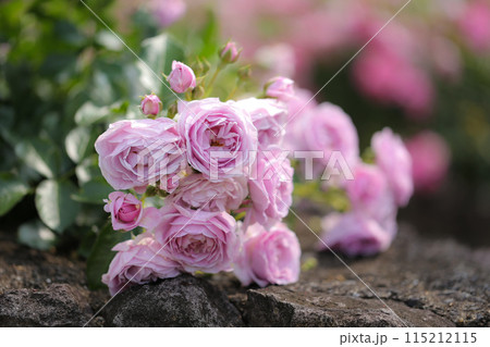 ストーンウォールの上に咲いたピンクのバラ ストーンウォールの上に咲いたピンクのバラ 115212115