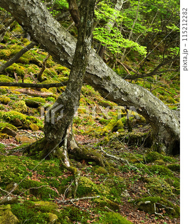 苔むした岩 苔むした岩 115212282