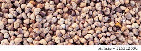Background of many sea shells. Natural pattern, many snail shells on the sand on the shore Background of many sea shells. Natural pattern, many snail shells on the sand on the shore 115212606