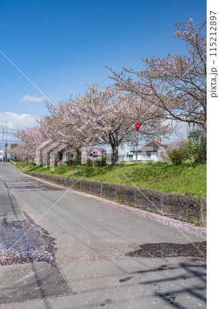 磐田市のひょうたん池にある桜並木(静岡県) 115212897