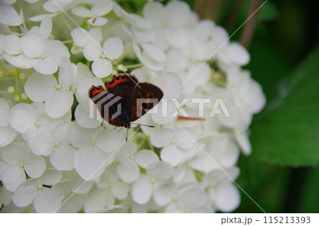 アナベルとベニシジミ アナベルとベニシジミ 115213393
