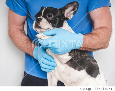 Cute puppy and veterinarian. Closeup, white isolated background Cute puppy and veterinarian. Closeup, white isolated background 115214074