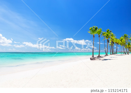 Beautiful tropical white sand beach and coconut palm tree in Cap Cana Dominican Republic. 115214171