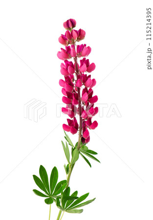Red lupine flower isolated on white background. Bunch of colorful lupines, spring flower. Red lupine flower isolated on white background. Bunch of colorful lupines, spring flower. 115214395