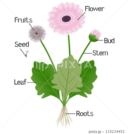 Parts of gerbera plant isolated on a white. 115214451